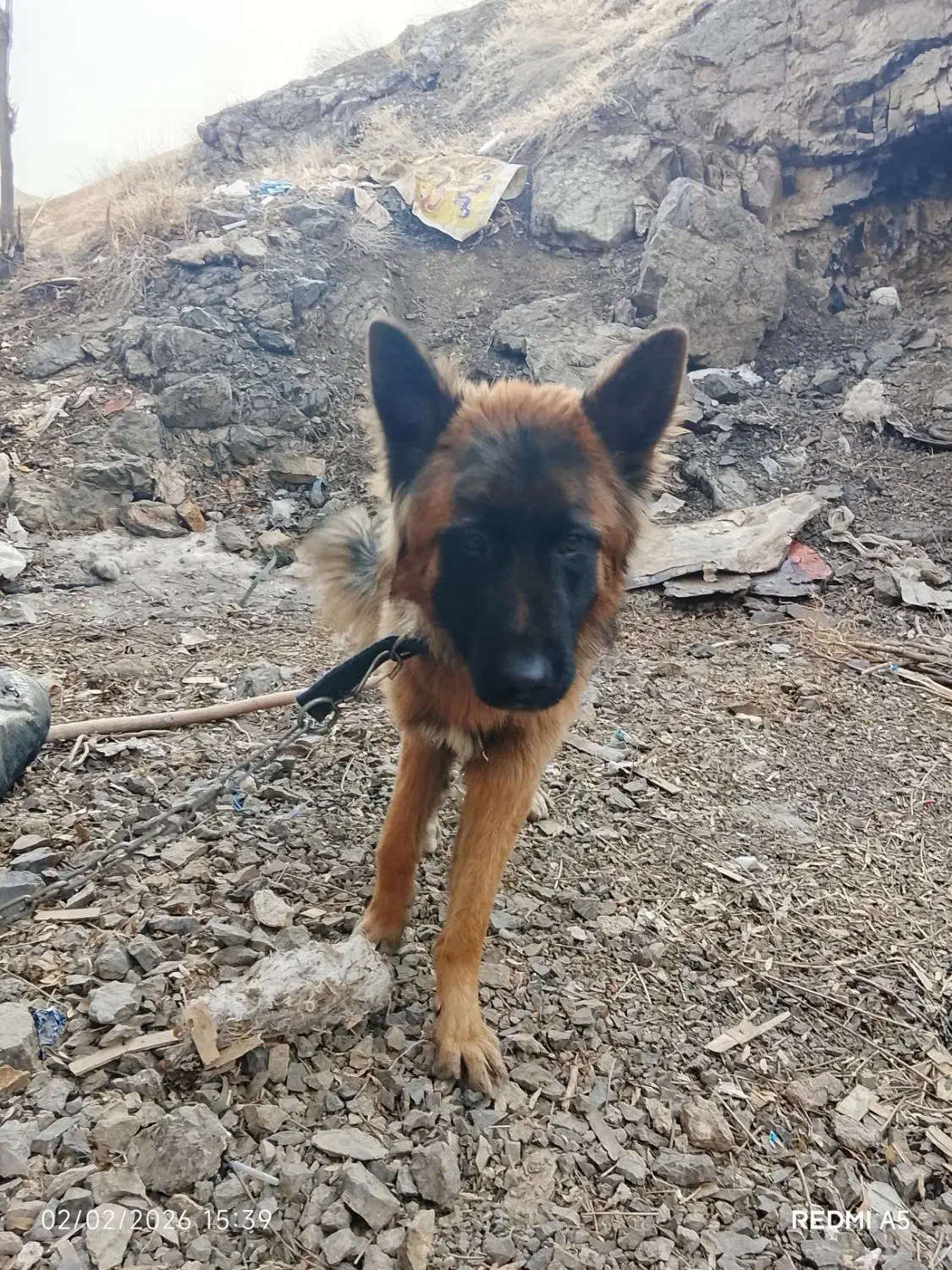 سگ ژرمن|سگ|رودهن, |دیوار