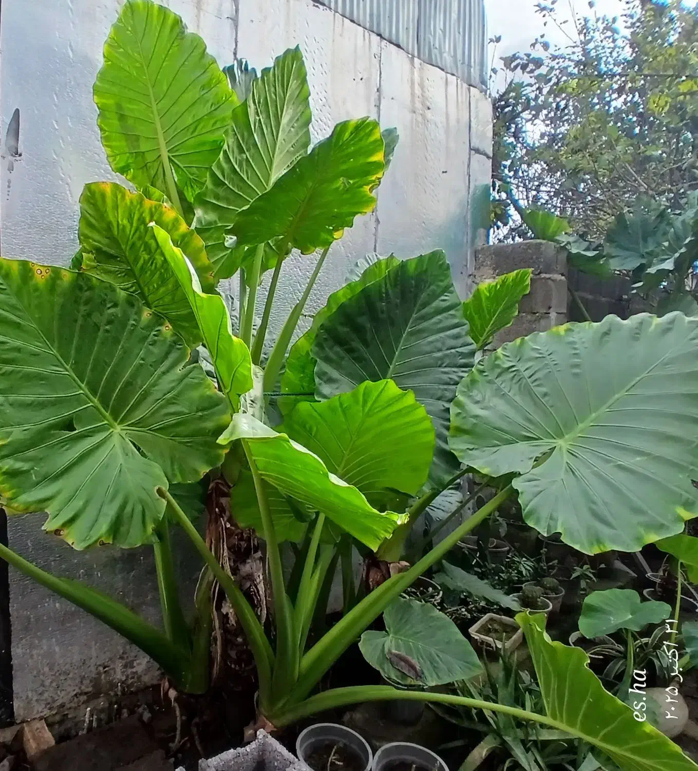 فروش گل بابا آدم|گل و گیاه طبیعی|سنگر, |دیوار