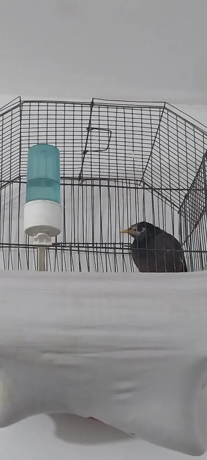 مینا معاوضه با قناری نر|پرنده|بیرجند, |دیوار