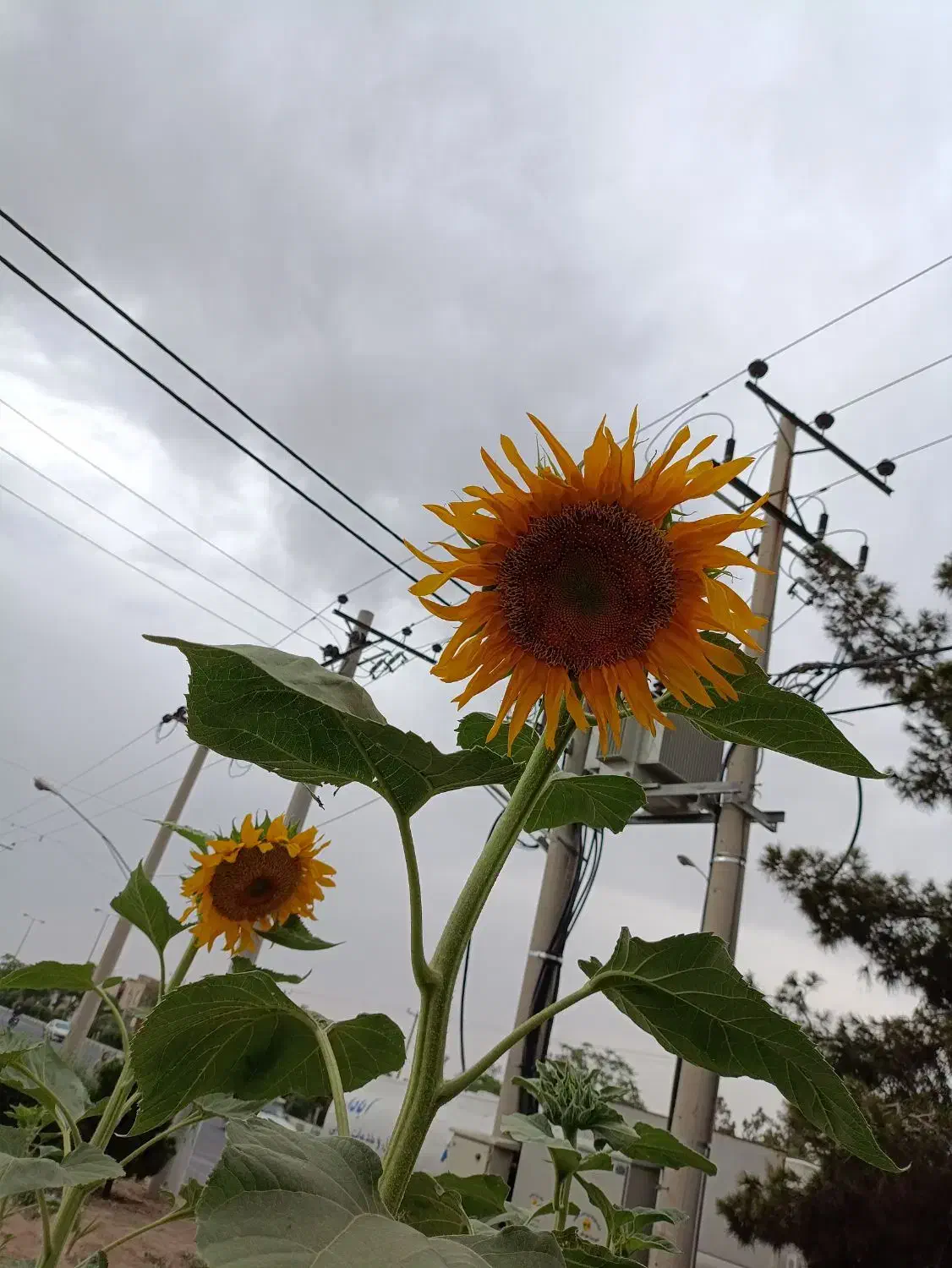 گرینچیک گمشده|پرنده|کاشان, امام خمینی|دیوار