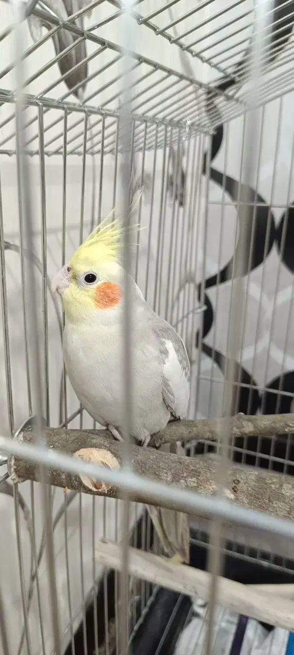 عروس هلندی نر آهویی آماده جفت گیری|پرنده|ری, ملک‌آباد|دیوار