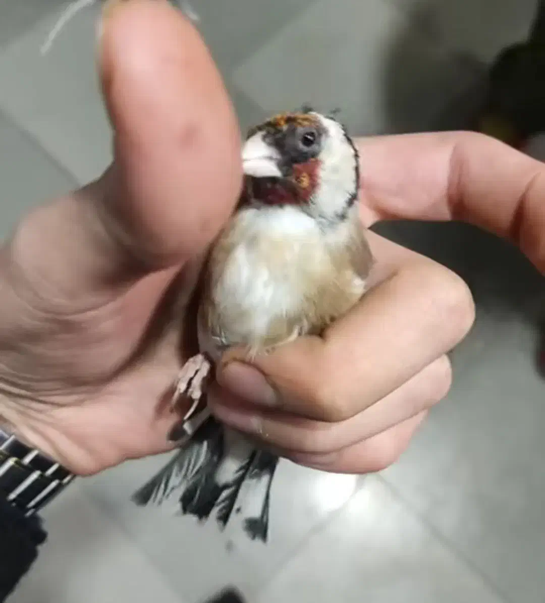 سهره نر رسمی|پرنده|پردیس, شهرک صنعتی کمرد|دیوار