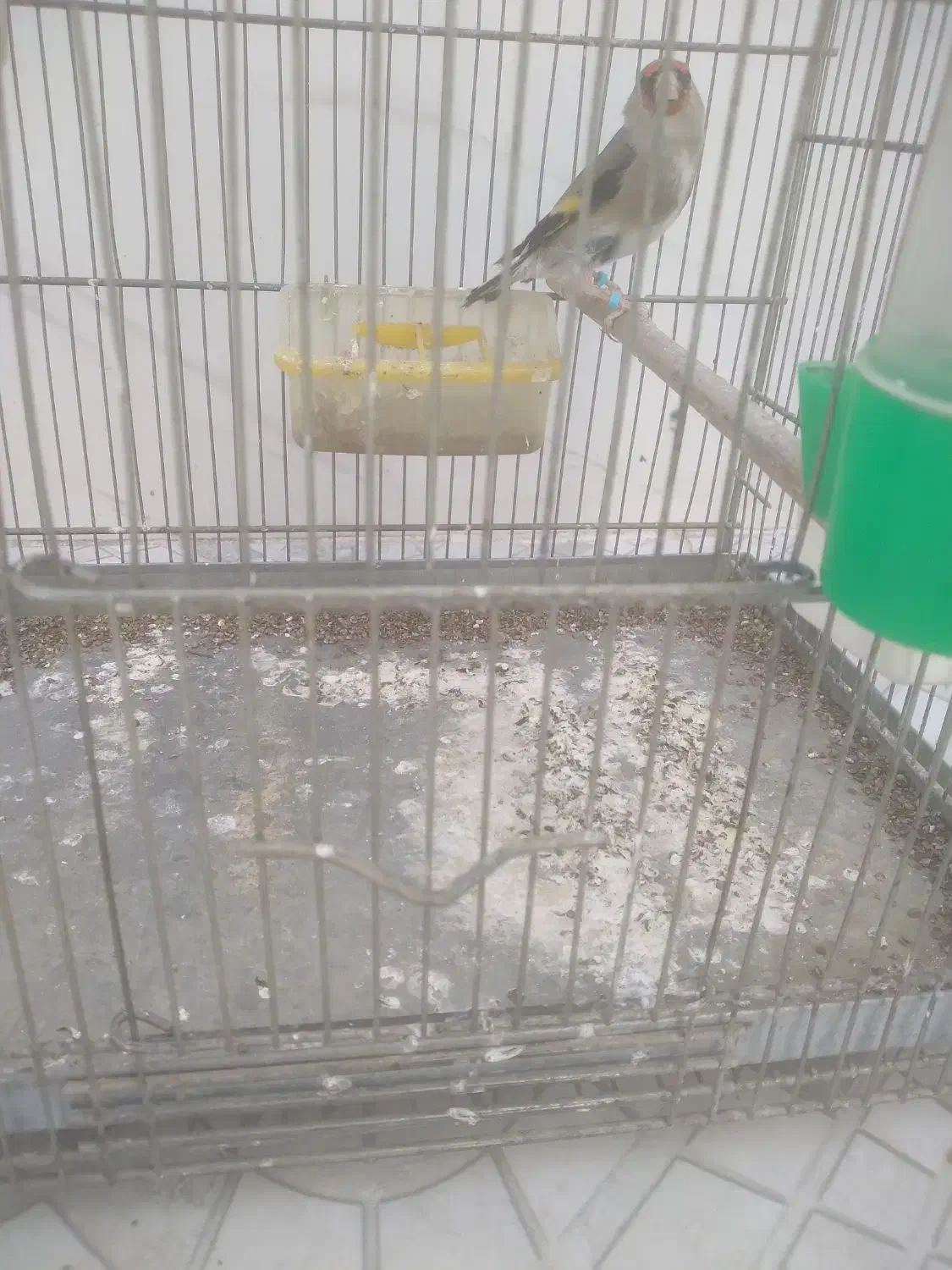 سهره|پرنده|قم, سید معصوم|دیوار