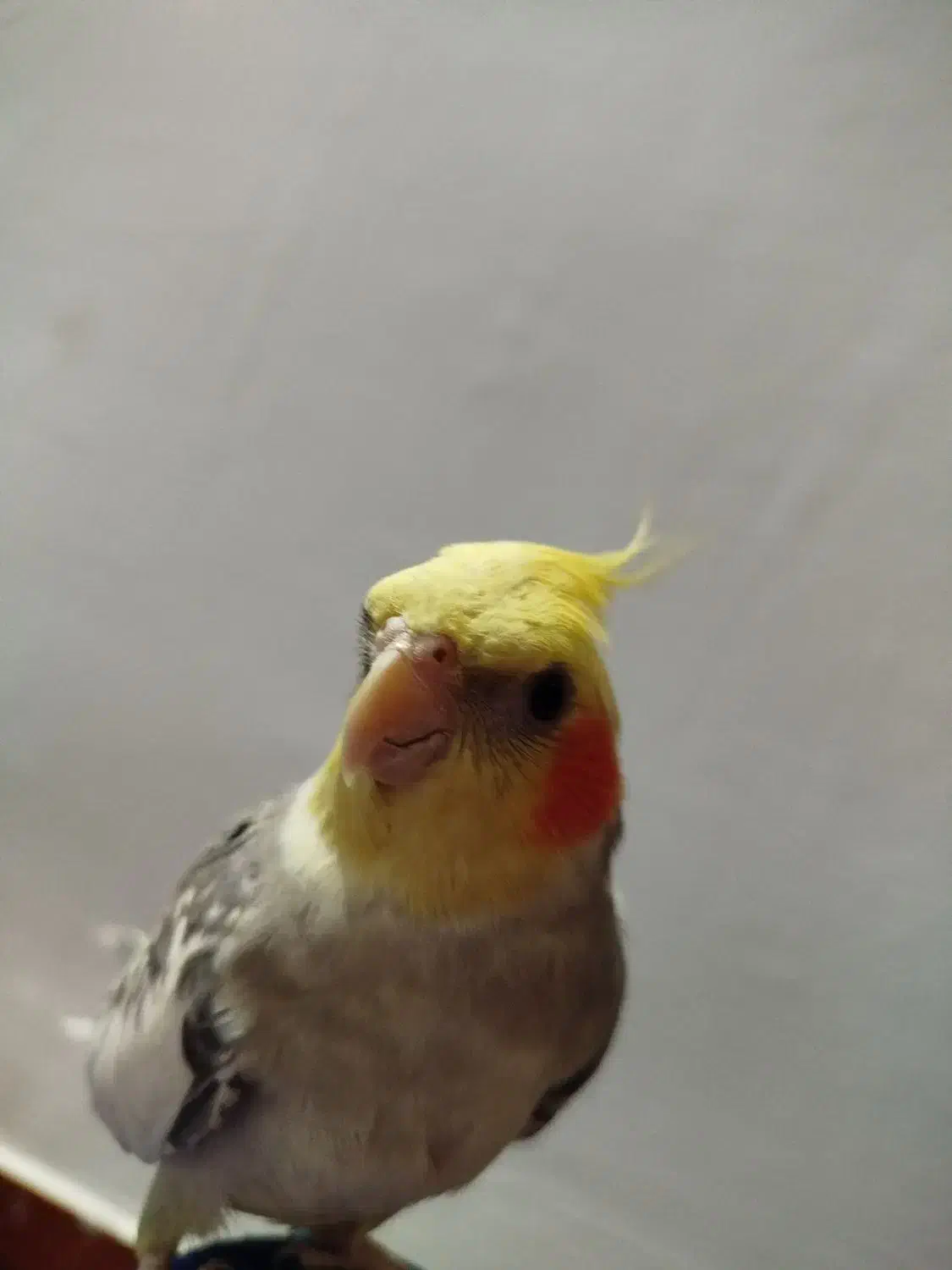 جفت عروس هلندی|پرنده|پاکدشت, حصار امیر|دیوار