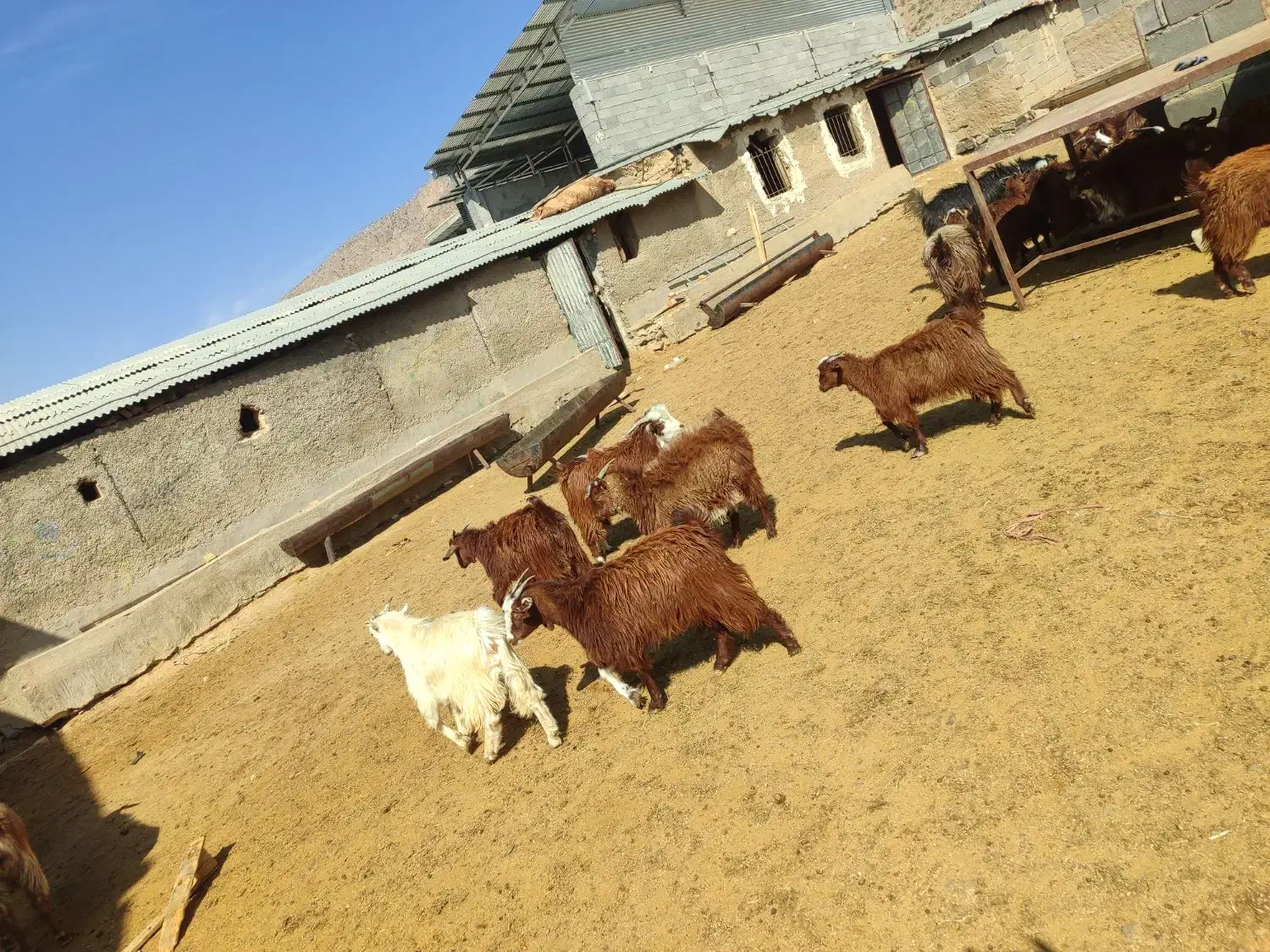 فروش شصد راس کهره ماده درجه یک قوری|حیوانات مزرعه|پاسارگاد, |دیوار