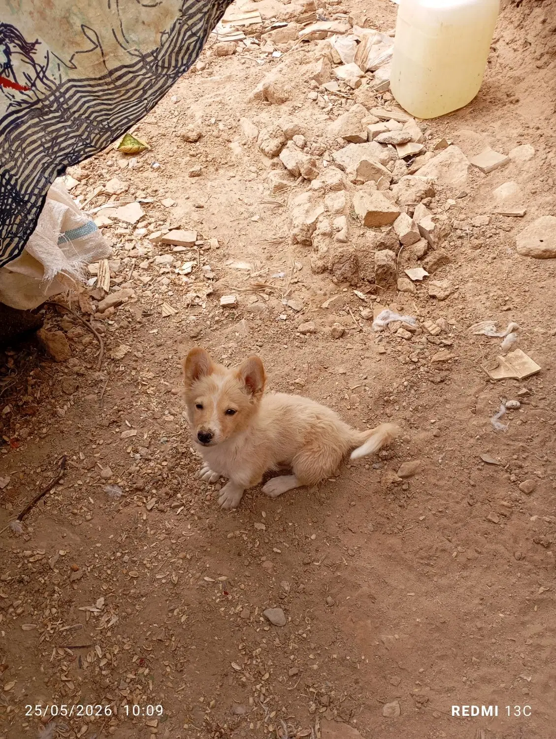 سگ بانمک|سگ|اردکان, |دیوار
