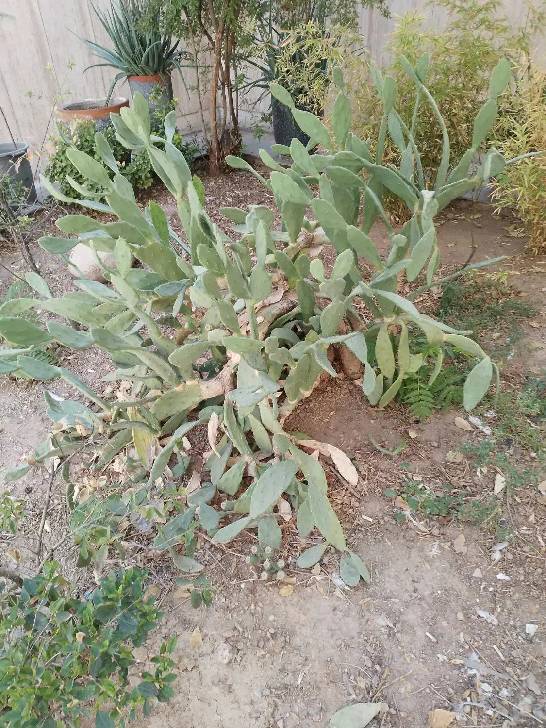 گل وگیاه کاکتوس|گل و گیاه طبیعی|تهران, حافظیه|دیوار