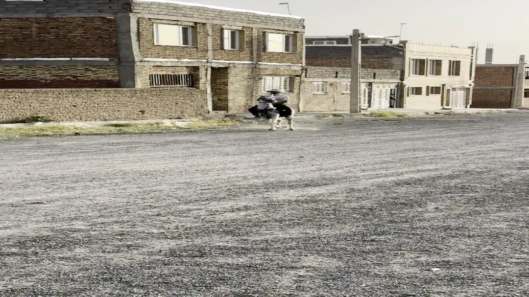 اسب نریان عرب|اسب و تجهیزات اسب‌سواری|قروه, |دیوار