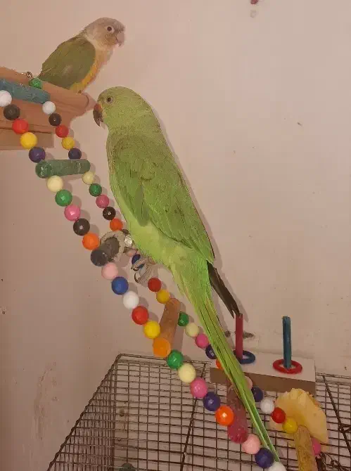 جوجه طوطی ملنگو ۶ ماهه رام و دست آموز|پرنده|رشت, دخانیات|دیوار