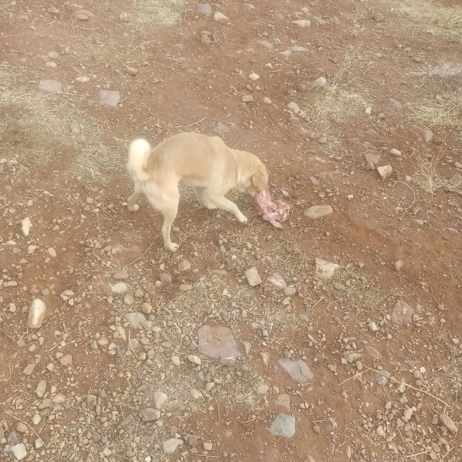 یک سگ پاکوتاه خانگی پامر|سگ|صوفیان, |دیوار