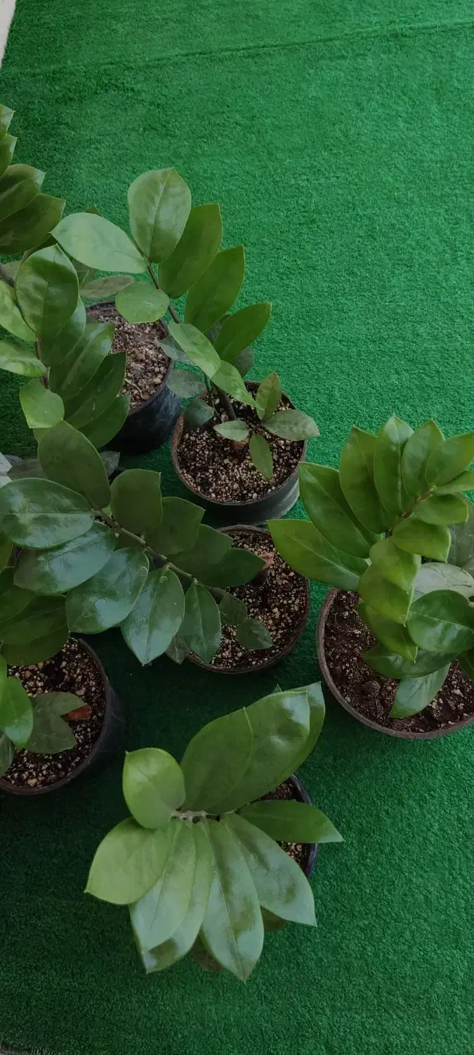 زاموفیلیا گل آپارتمانی|گل و گیاه طبیعی|شهریار, شهرک شاهد|دیوار