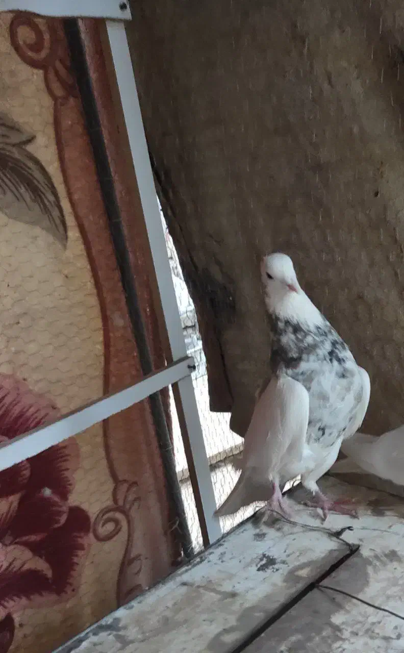 کفتر طوقی شکلاتی نر|پرنده|اردکان, |دیوار