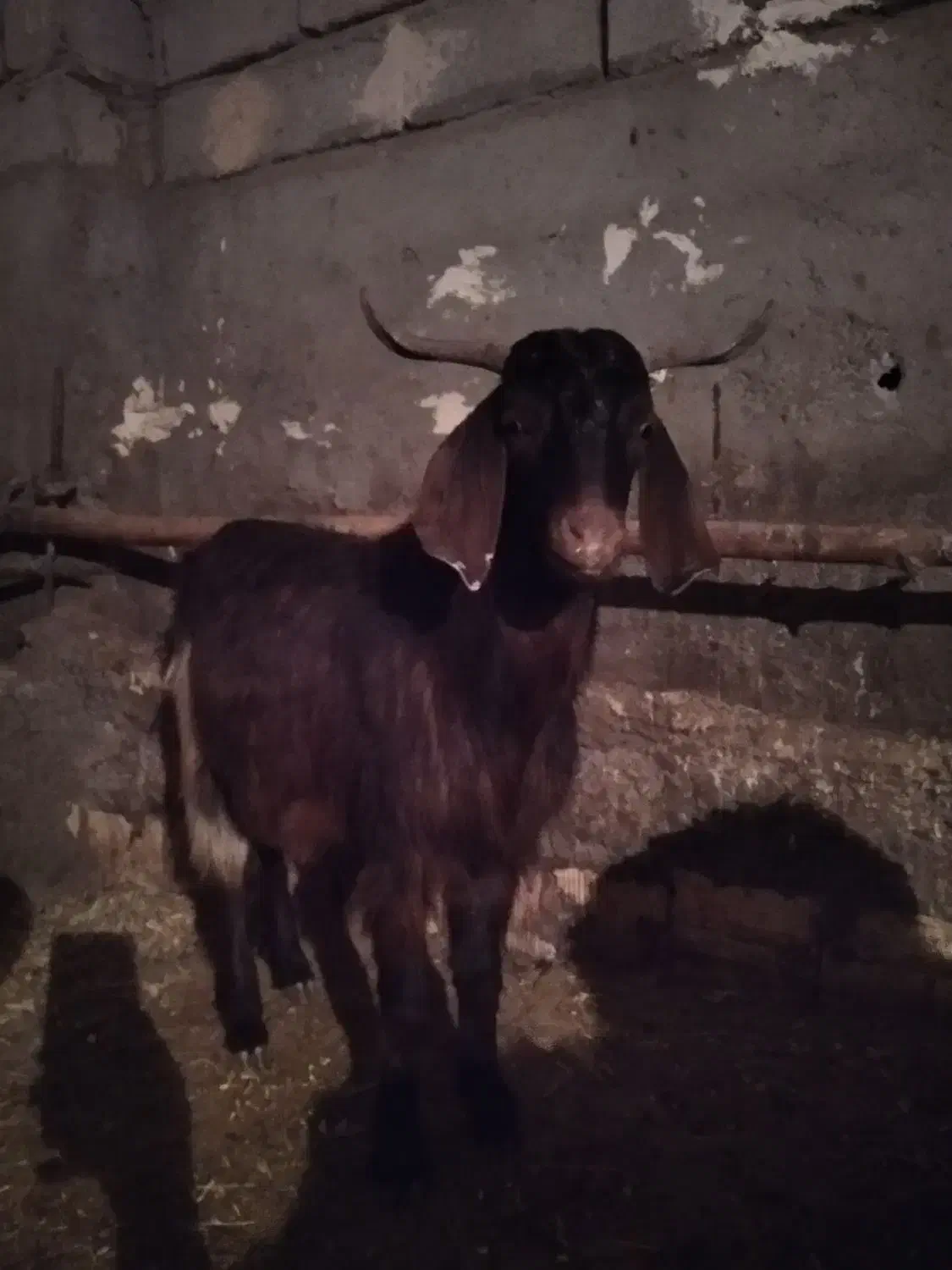 بزگاله نر پرگوشت هم واسه دامازدخ خوبه|حیوانات مزرعه|مشگین شهر, |دیوار