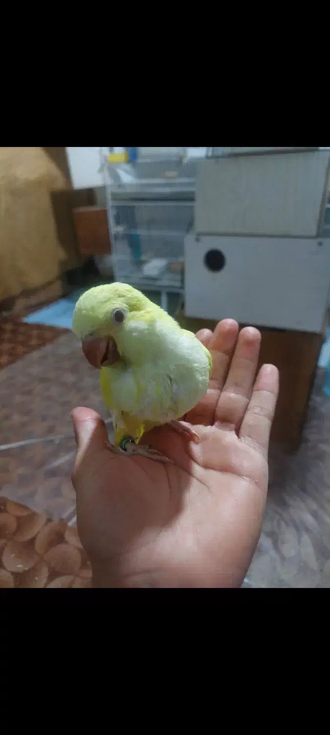 راهب گرینچیک خورشیدی طوطی|پرنده|بیرجند, |دیوار