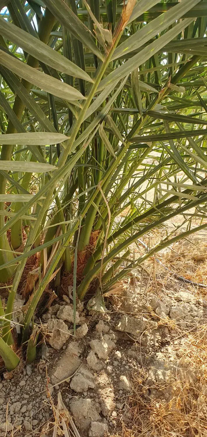 برحی بصراوی سایز بزرگ|گل و گیاه طبیعی|هندیجان, |دیوار