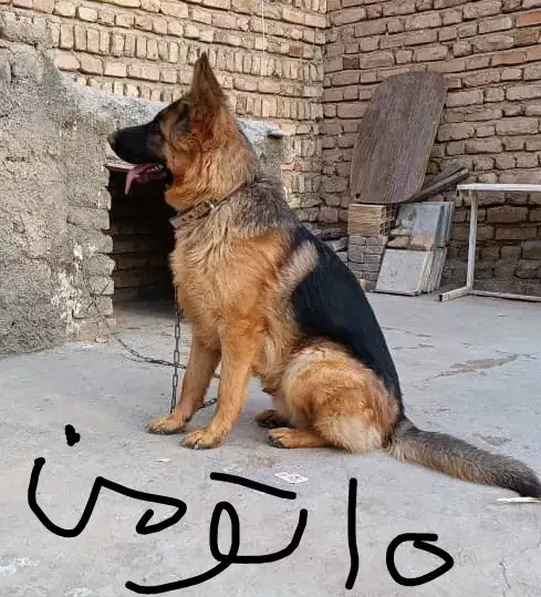 ژرمن شپرد|سگ|تاکستان, |دیوار