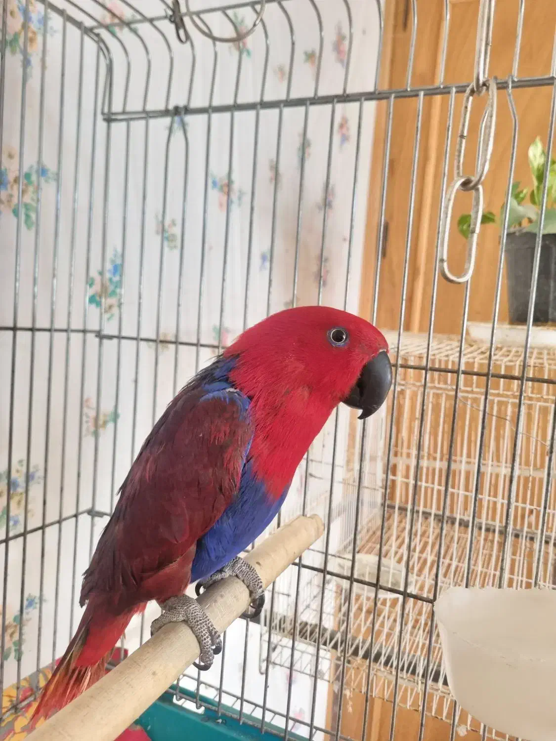 اکلکتوس ماده مولد ۳تخم|پرنده|تهران, تهرانپارس جنوبی|دیوار