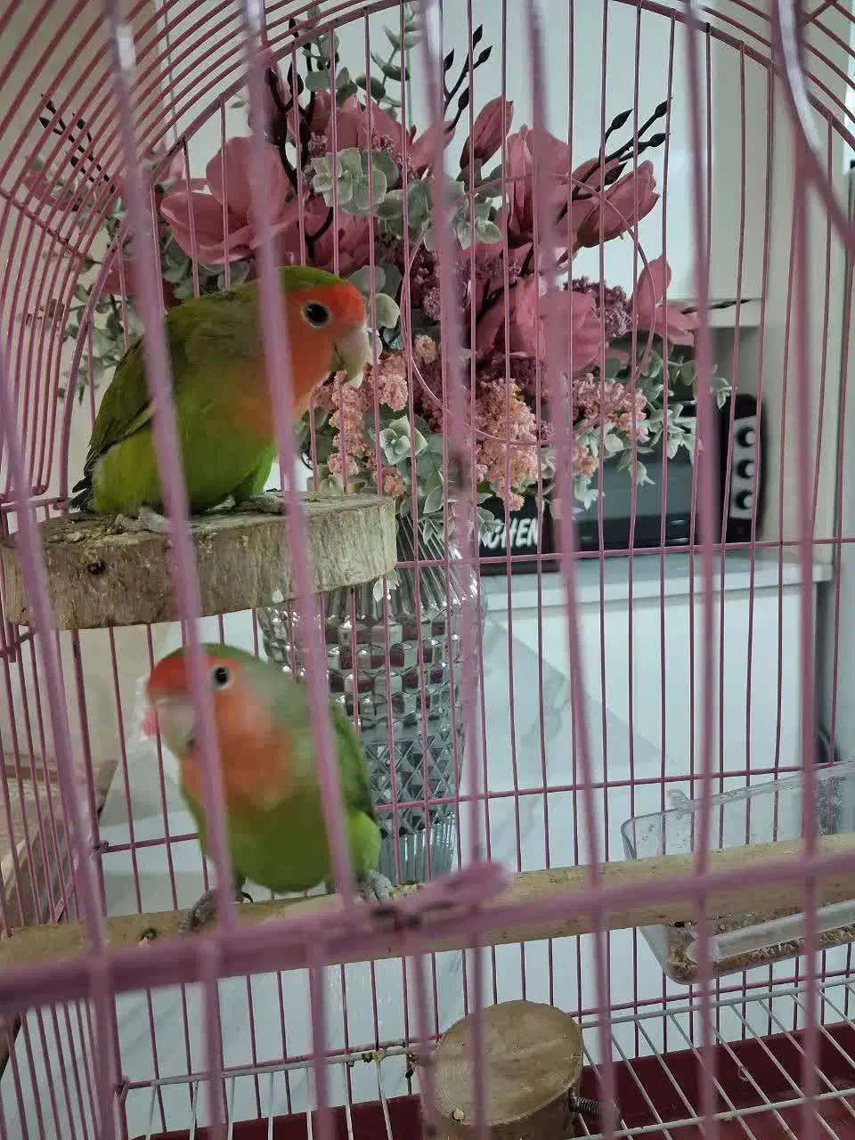 کوتوله برزیلی|پرنده|بروجرد, |دیوار