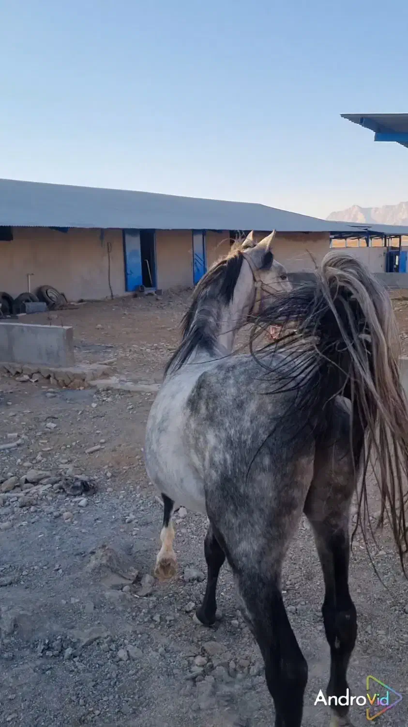 اسب کرد|اسب و تجهیزات اسب‌سواری|لردگان, |دیوار