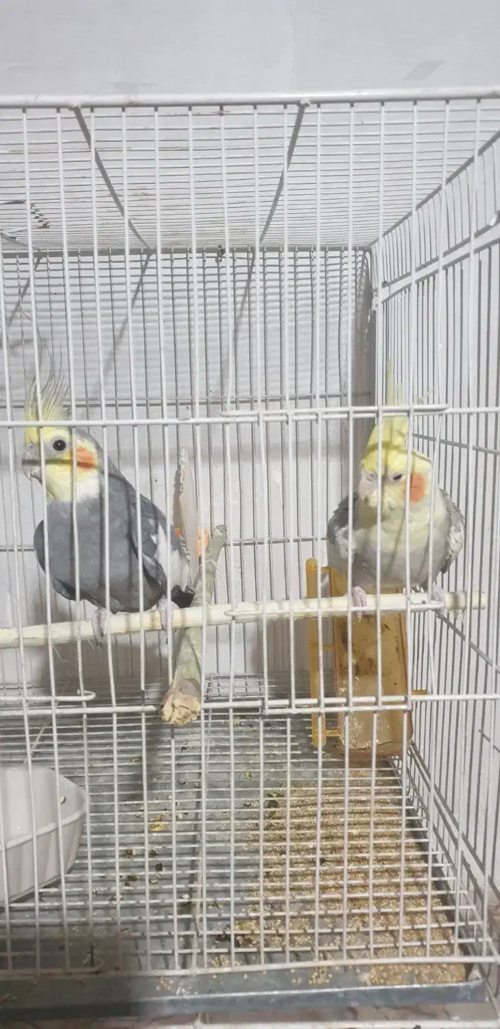 عروس هلندی|پرنده|مشهد, نیزه|دیوار