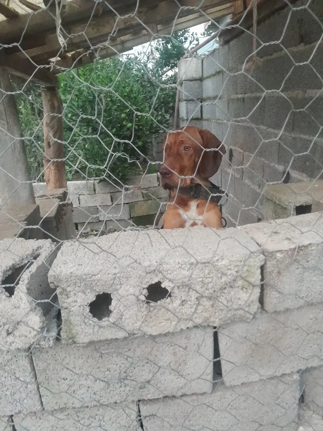 سگشکاریپوینتر۱۵ماههنر|سگ|رودسر, |دیوار