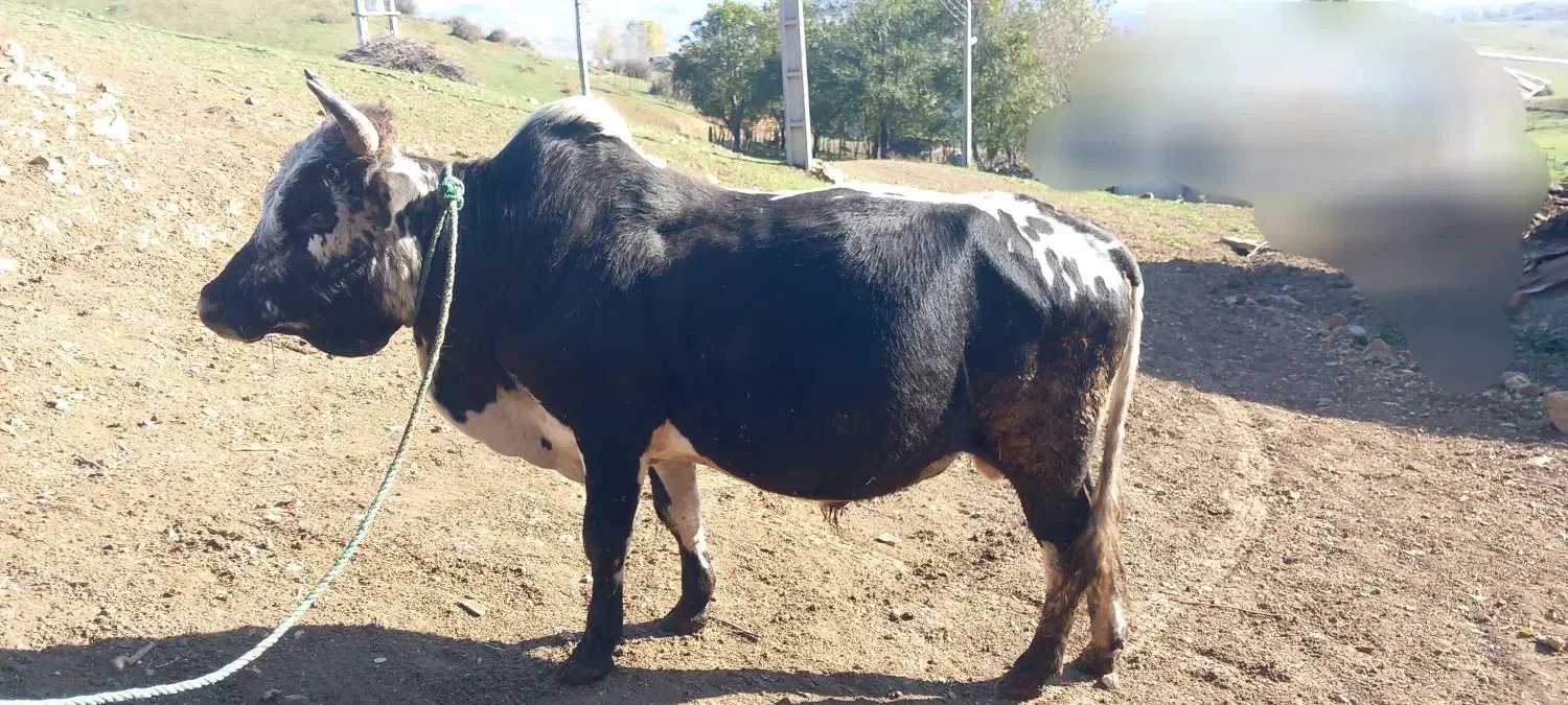 گاو کل محلی|حیوانات مزرعه|دیلمان, |دیوار