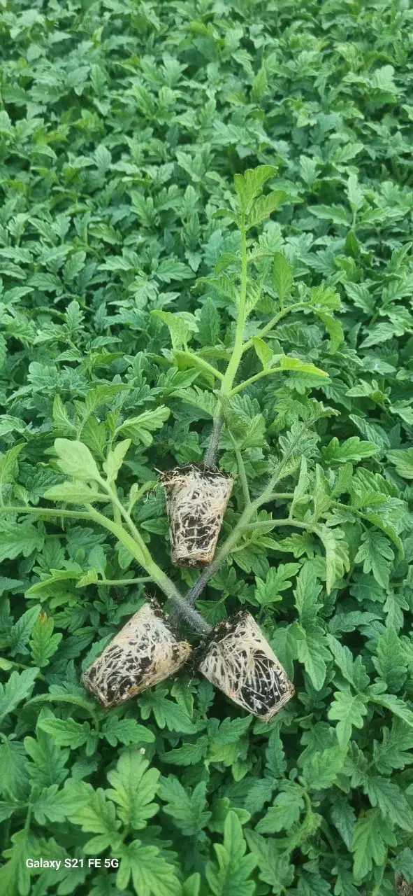 کشت نشاء گوجه فرنگی (گلخانه ای و فضای باز)|خدمات باغبانی و درختکاری|بندر کنگان, |دیوار