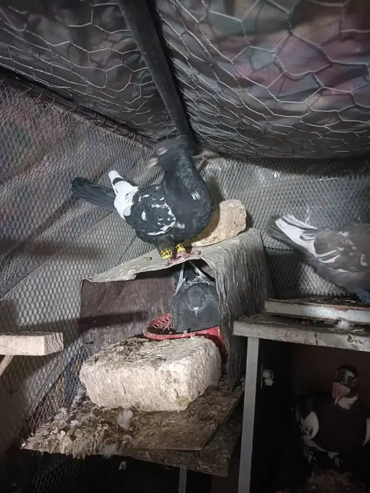 کبوتر رنگی پلاکی|پرنده|داراب, |دیوار