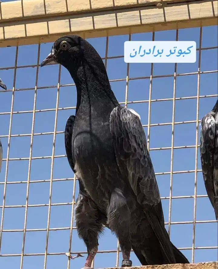 کبوتر گمشده|حیوانات|رشت, کوی امام رضا|دیوار