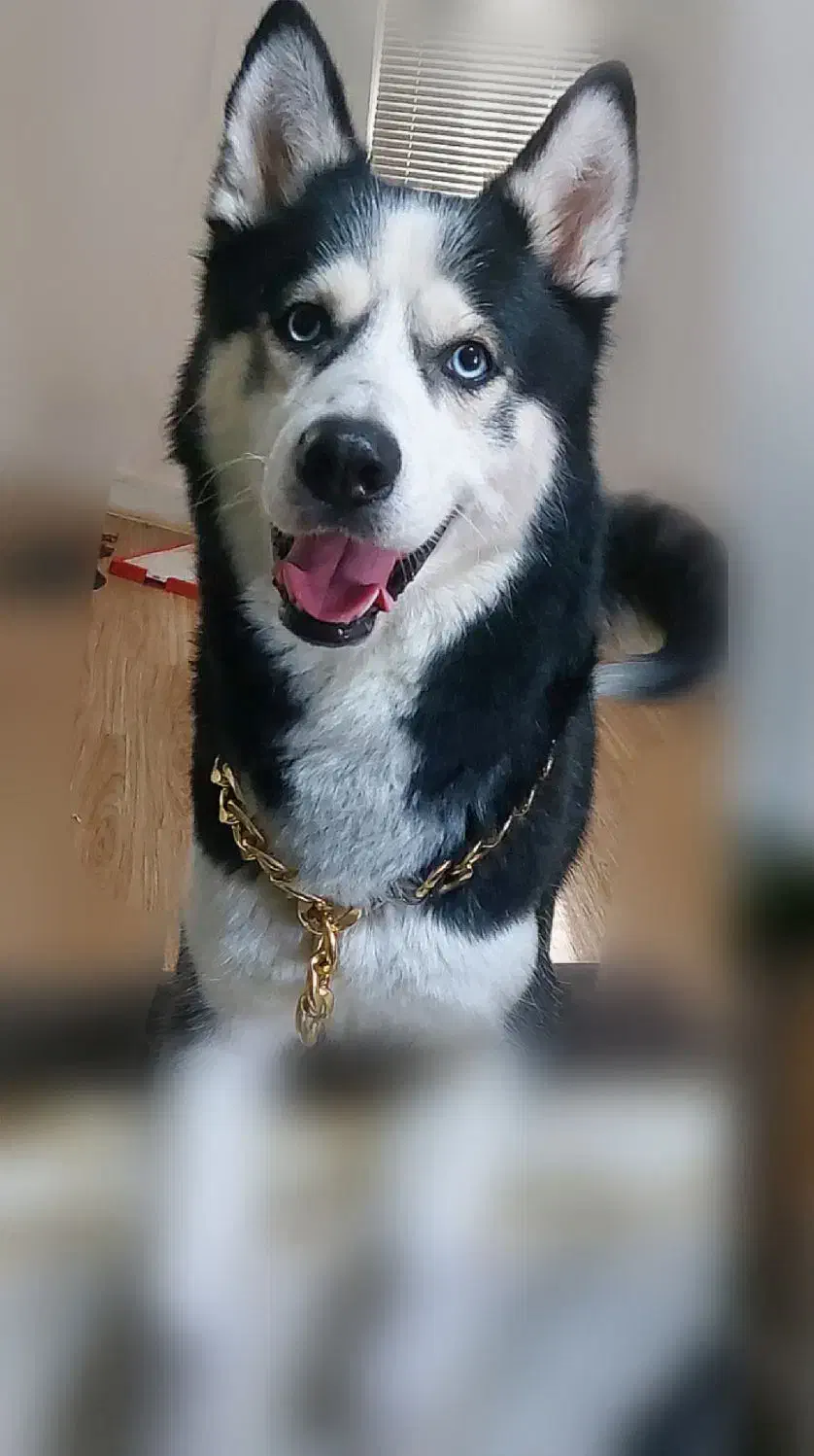 واگذاری کاملا رایگان ۲ هاسکی (شرایطی)|سگ|اهواز, زیتون کارمندی|دیوار