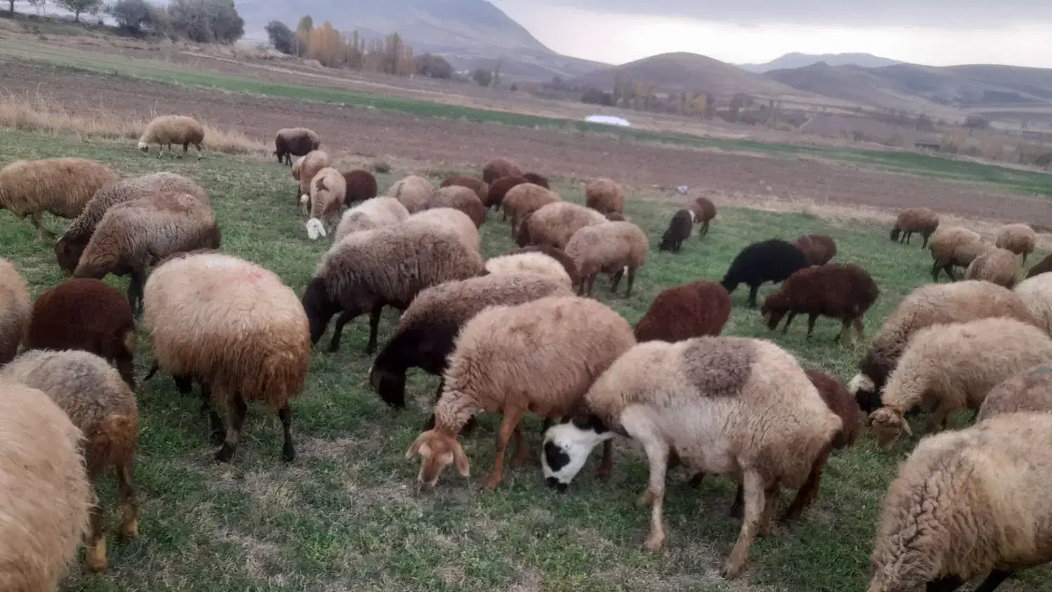 گوسفند وبره داشتی جوان|حیوانات مزرعه|کرمانشاه, |دیوار