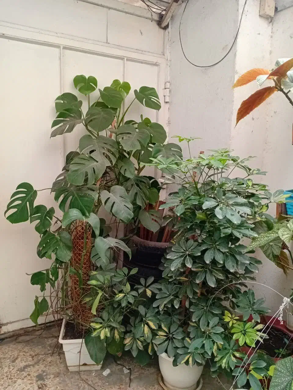 گل و گلدان|گل و گیاه طبیعی|آمل, |دیوار