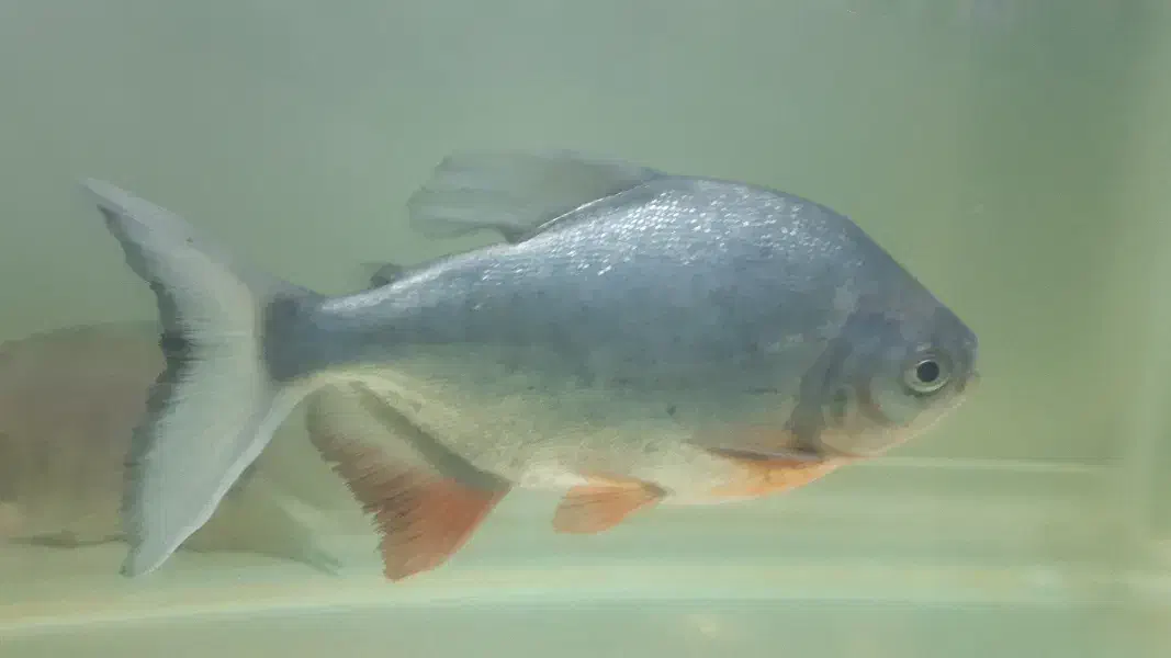 ۲عدد ماهی پاکو|ماهی|کرمان, |دیوار