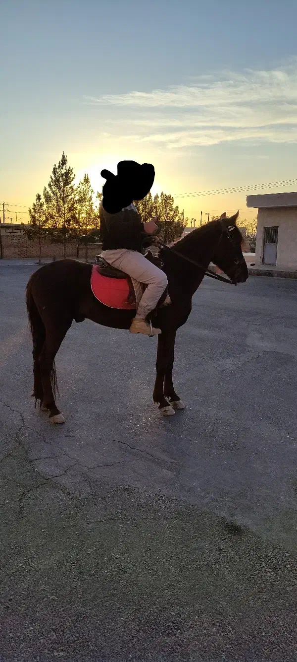 اسب دو رگ ترکمن و هلندی نریان|اسب و تجهیزات اسبسواری|بیرجند, |دیوار