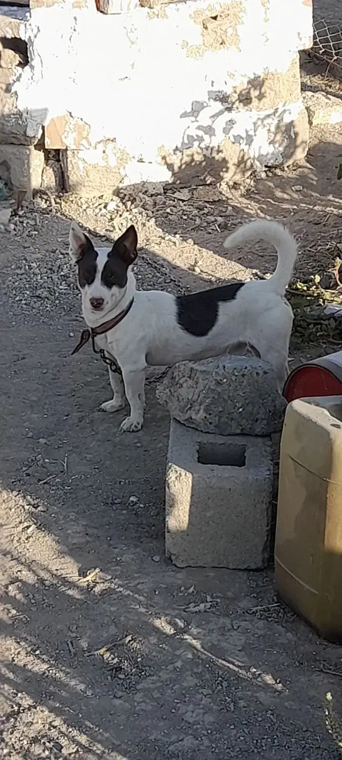 واگزاری سگ جک راسل|سگ|کنگاور, |دیوار