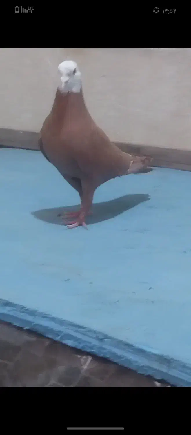 کفتر|پرنده|تهران, شهرک ولیعصر جنوبی|دیوار