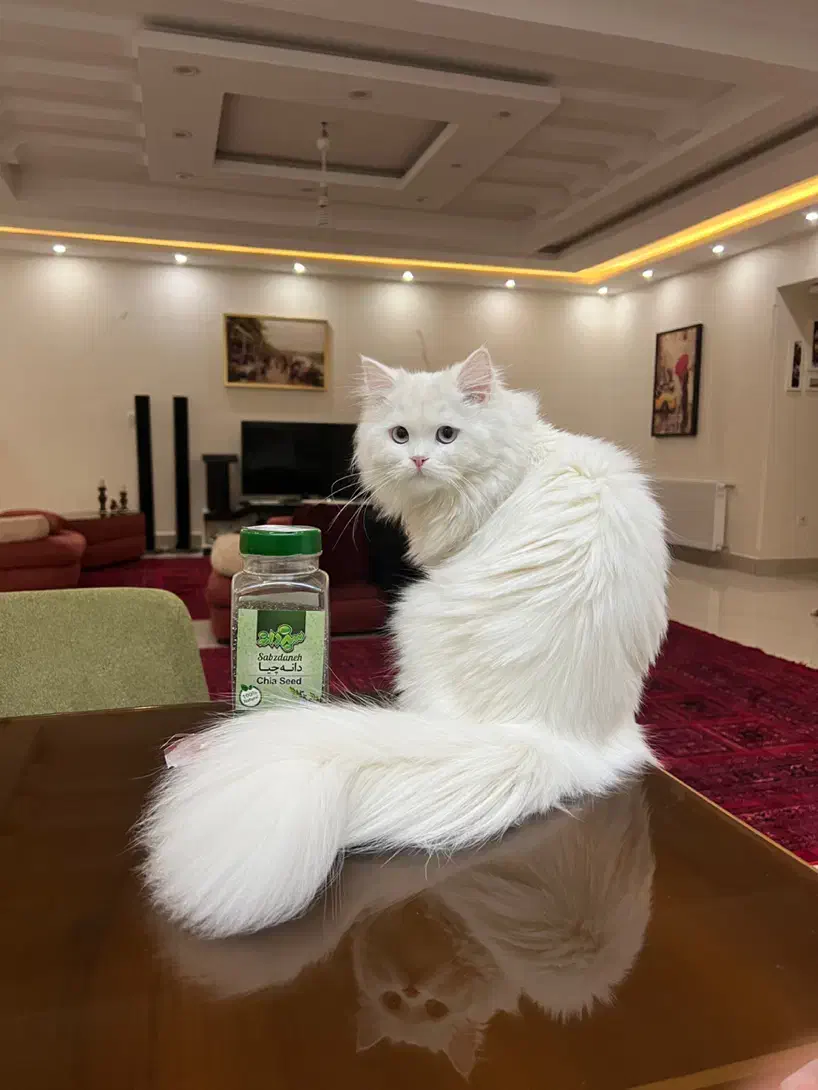 واگذاری گربه پرشین عقیم شده|گربه|اراک, |دیوار