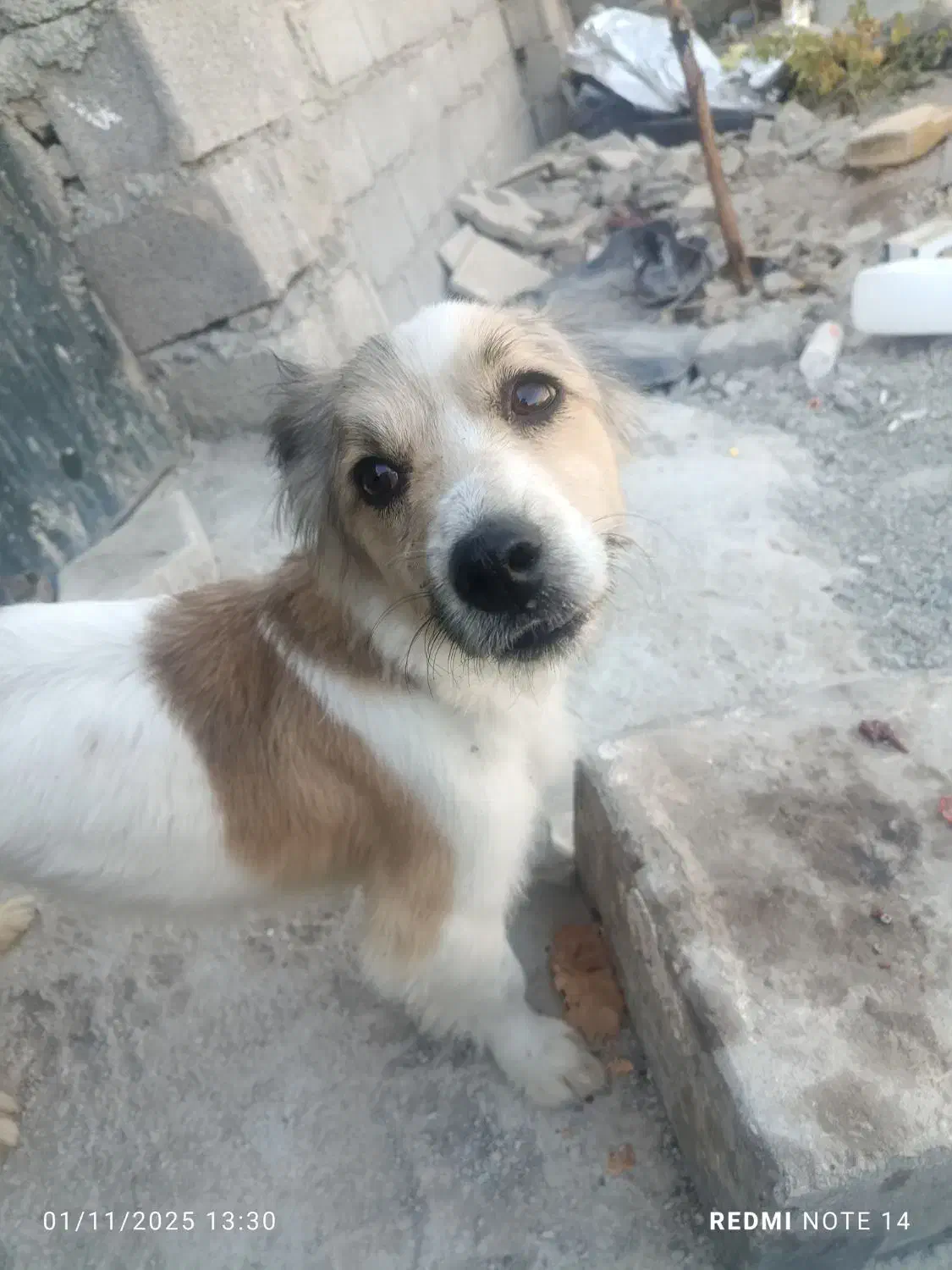 سگ پیداشده|سگ|رباط‌کریم, رباط‌کریم|دیوار