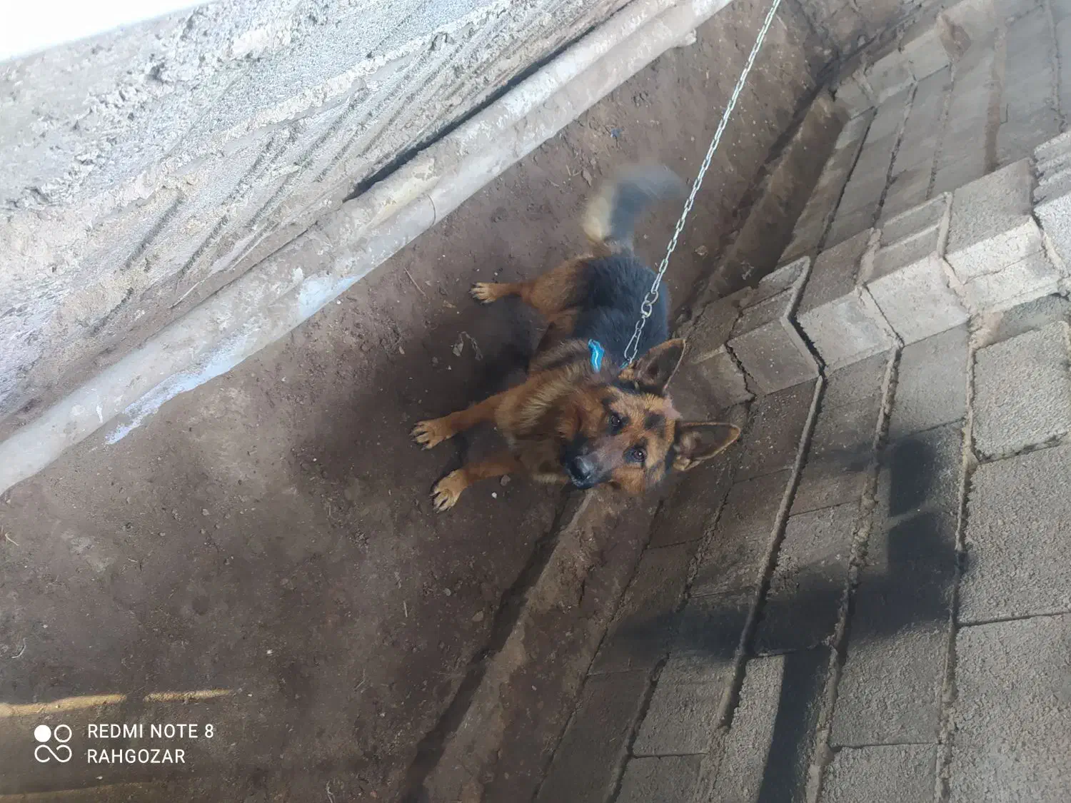 ژرمن شپرد نر(لنگرود)|سگ|رشت, جانبازان|دیوار