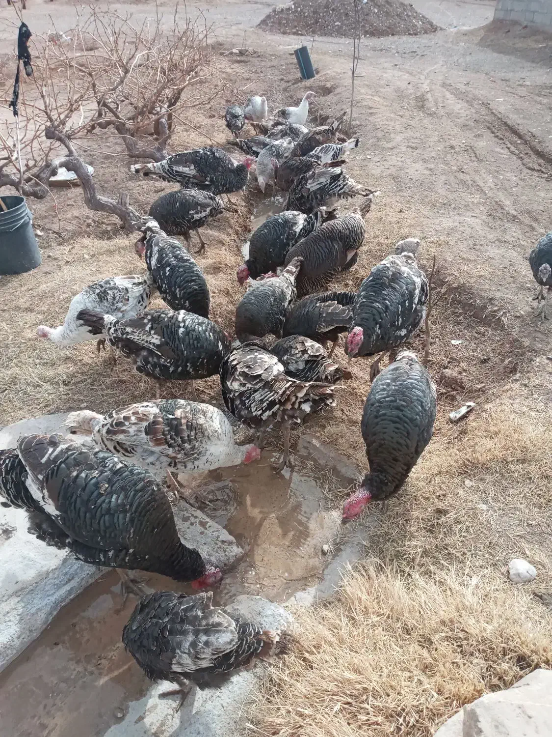 کبوتر بوقلمون|حیوانات|دشتابی, |دیوار