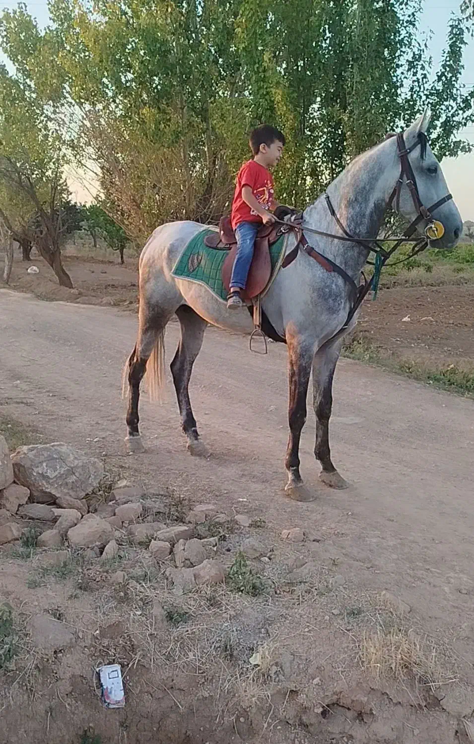 نریان چهار ساله سواری دار|اسب و تجهیزات اسبسواری|اراک, |دیوار