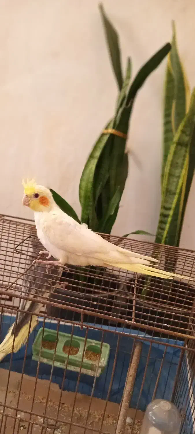 عروس هلندی دوماهه|پرنده|دیلمان, |دیوار