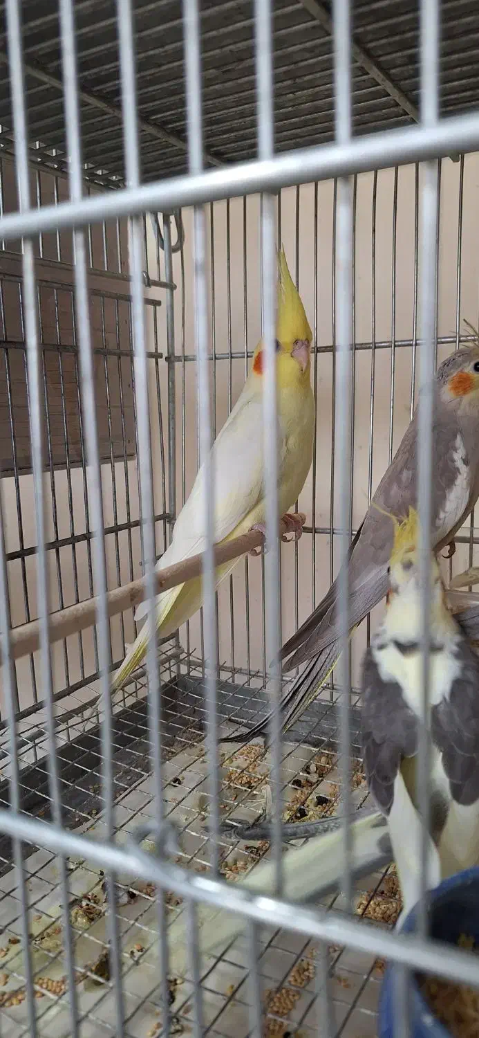 عروس هلندی|پرنده|قزوین, |دیوار