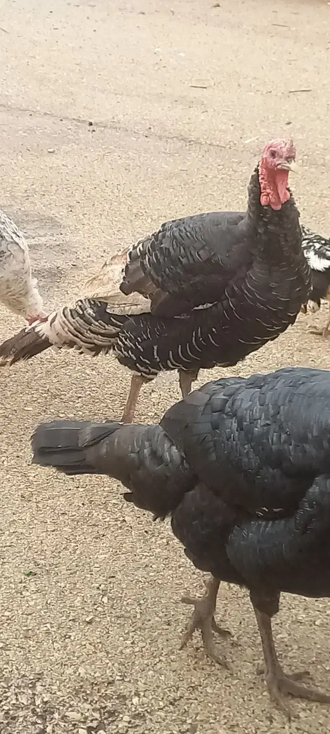 بوقلمون|حیوانات مزرعه|یاسوج, |دیوار