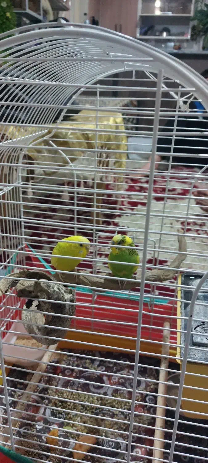 دوعدد مرغ عشق زیبا وسالم|پرنده|نهاوند, |دیوار