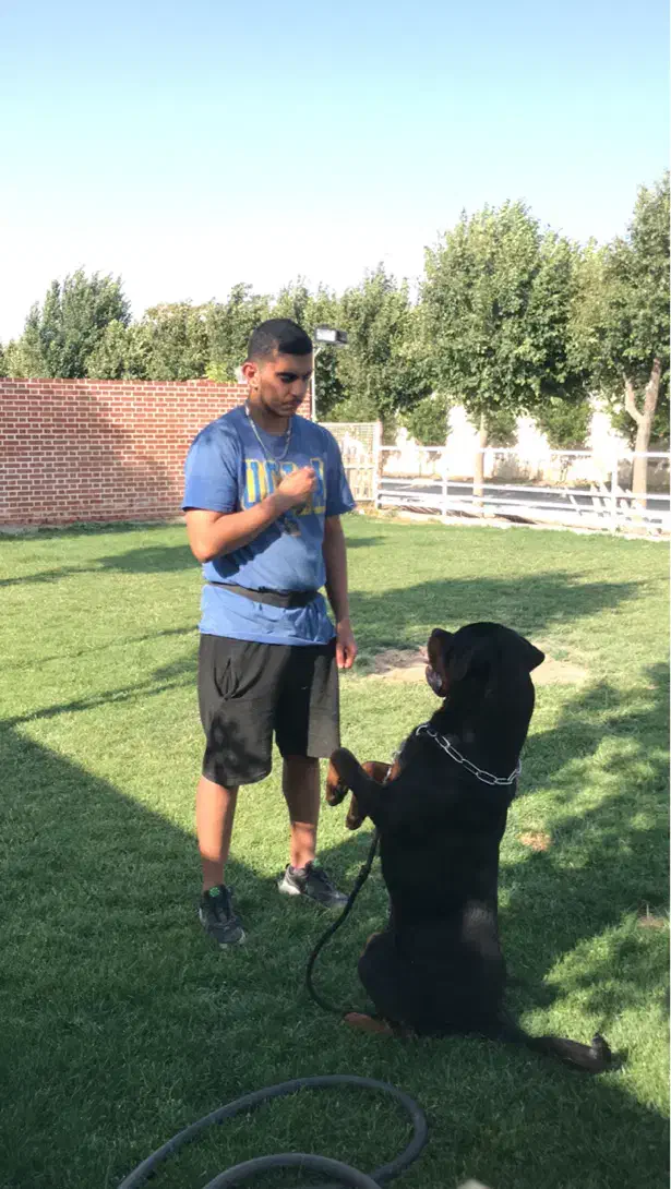 مربی سگ|خدمات آموزشی|اندیشه, اندیشه فاز ۴|دیوار