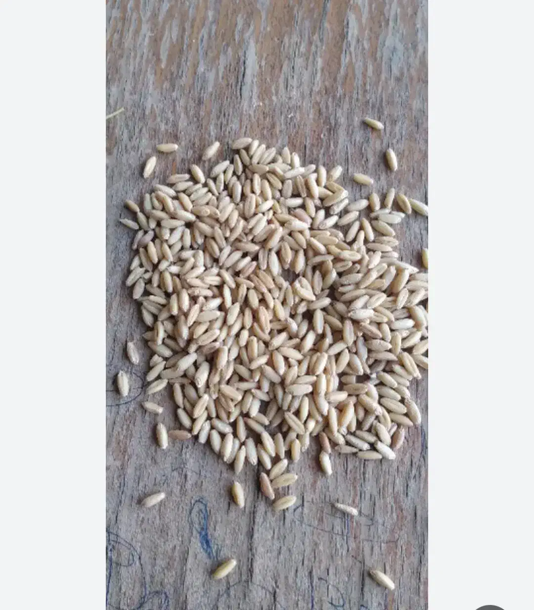 گندم سرداری|گل و گیاه طبیعی|سراب, |دیوار