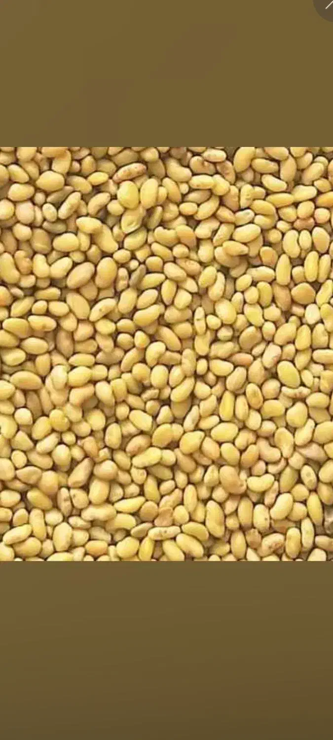 تخم علف بمه گرمسیری تصاویر بالا|خدمات باغبانی و درختکاری|جیرفت, |دیوار