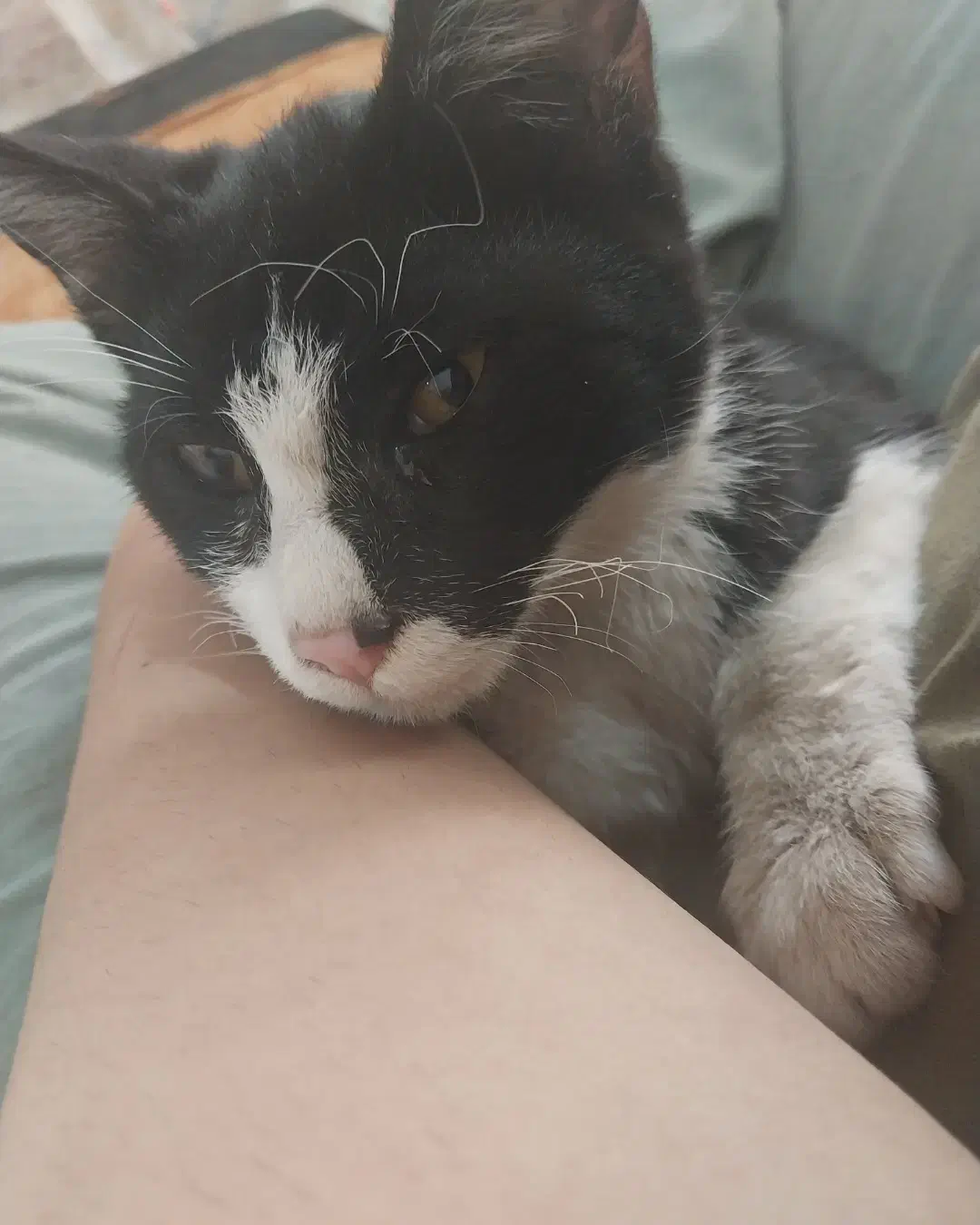 واگذاری بچه گربه ۲ ماهه|گربه|اراک, |دیوار