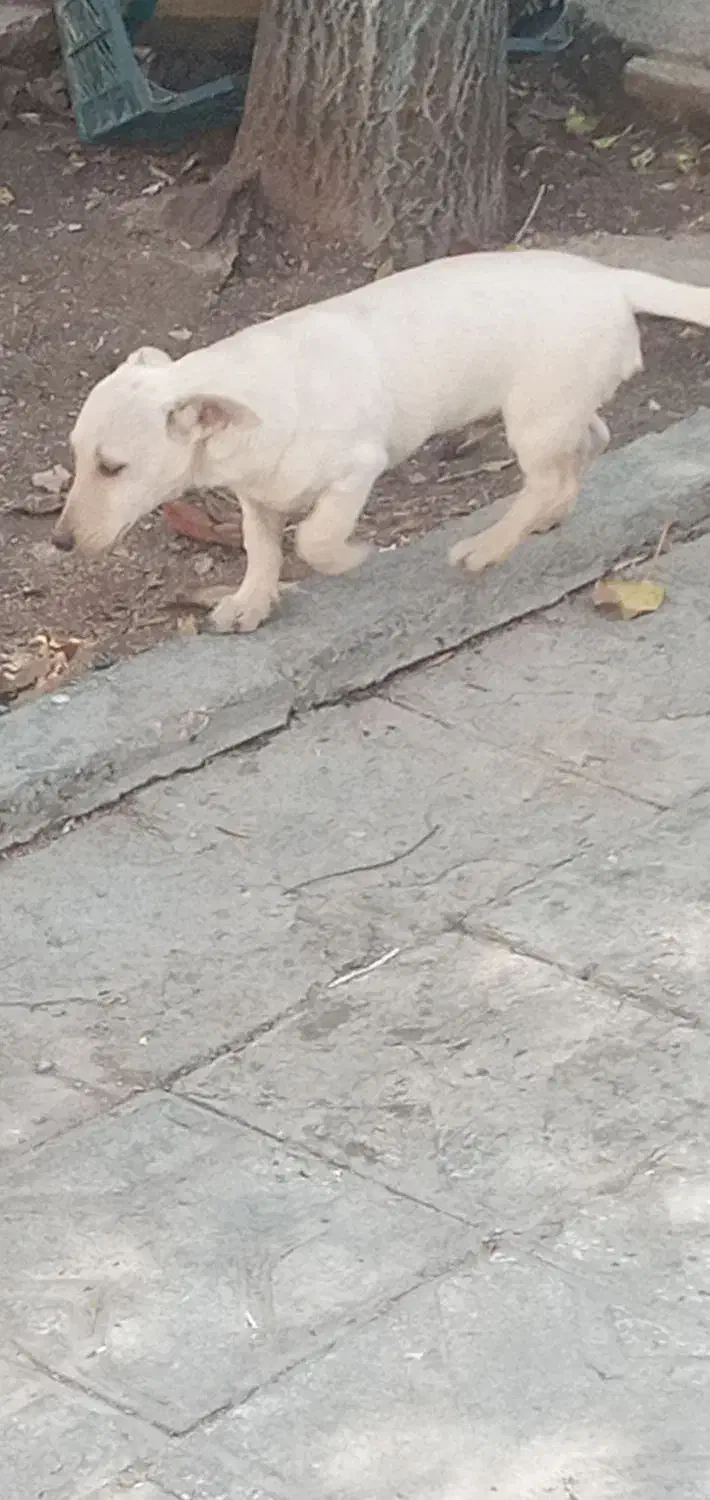 دوتا توله پاکوتاه نر|سگ|شیروان (خراسان), |دیوار